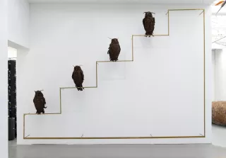 Poisoned by men in need of some love (Quattuor Bubo bubo), 2013, Petrit Halilaj