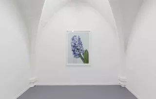 Jacinthe Blue Pearl, Photographies, 2017, Pierre Joseph