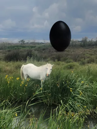 The Camargue Horse, Photographie, 2020,Rachel Rose