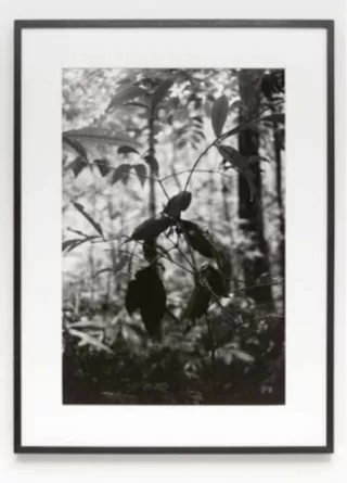 Spiral Forest 2, Photographie, 2015, Daniel Steegmann Mangrané